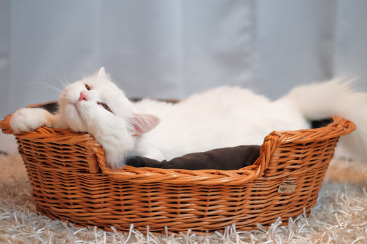 Esmira wicker pet basket for dogs and cats with low entry TheWickerStories