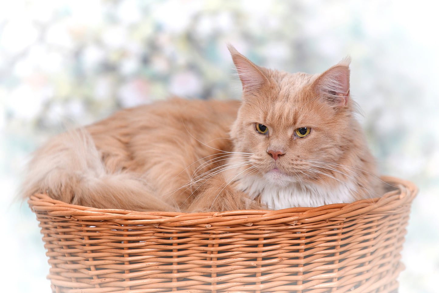 Erif rieten tweelaags kattenhuis met zwarte kussens en strik