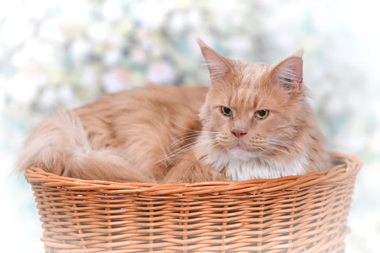 Erif rieten tweelaags kattenhuis met zwarte kussens en strik TheWickerStories