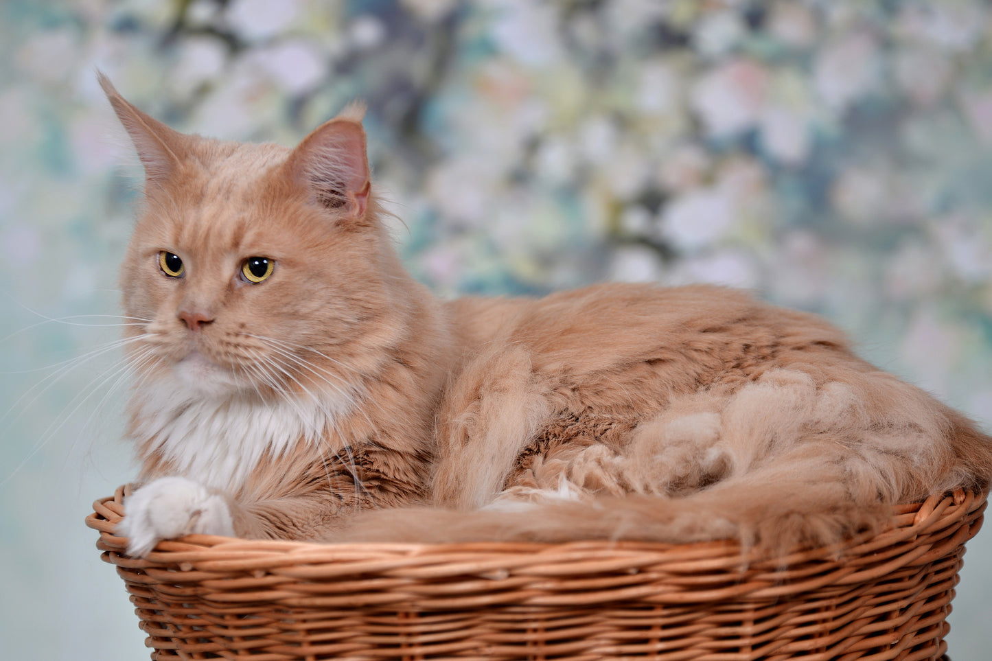 Erif rieten tweelaags kattenhuis met zwarte kussens en strik