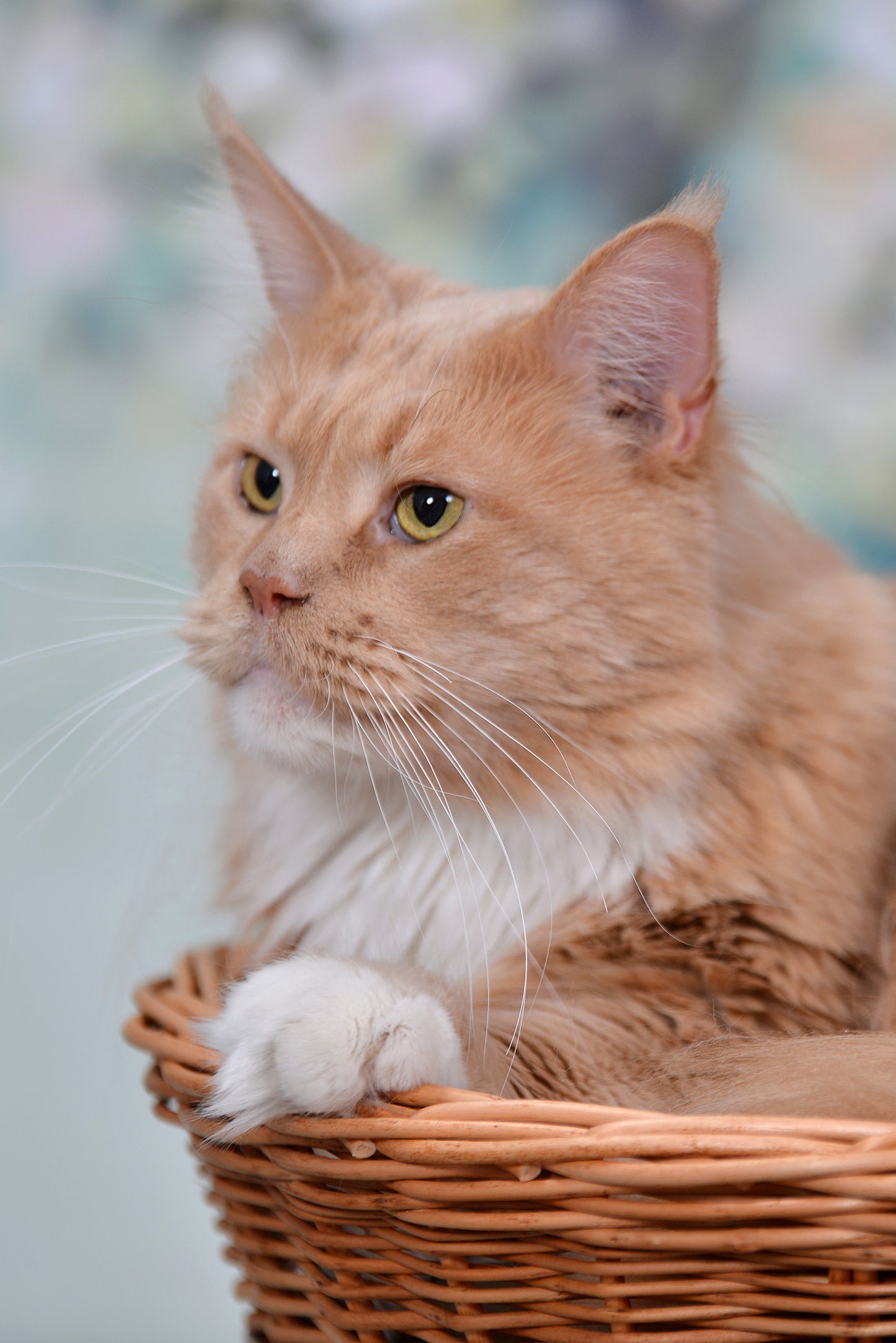 Erif rieten tweelaags kattenhuis met zwarte kussens en strik