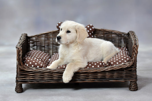 Erivia wicker pet bed for dogs and cats with soft cushion, low entry TheWickerStories