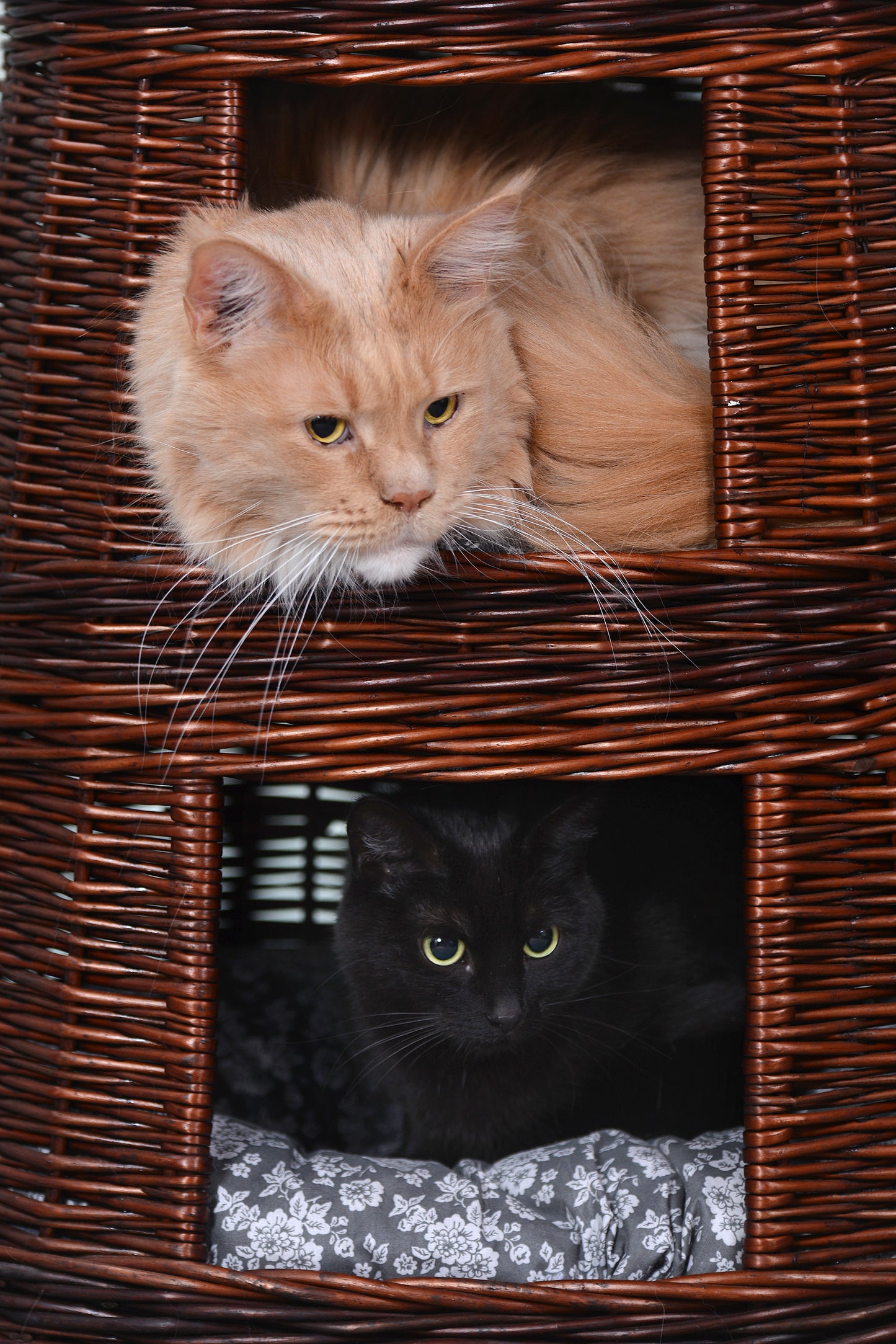 Elnoria rieten mand voor kat met grijze kussens, drie niveaus