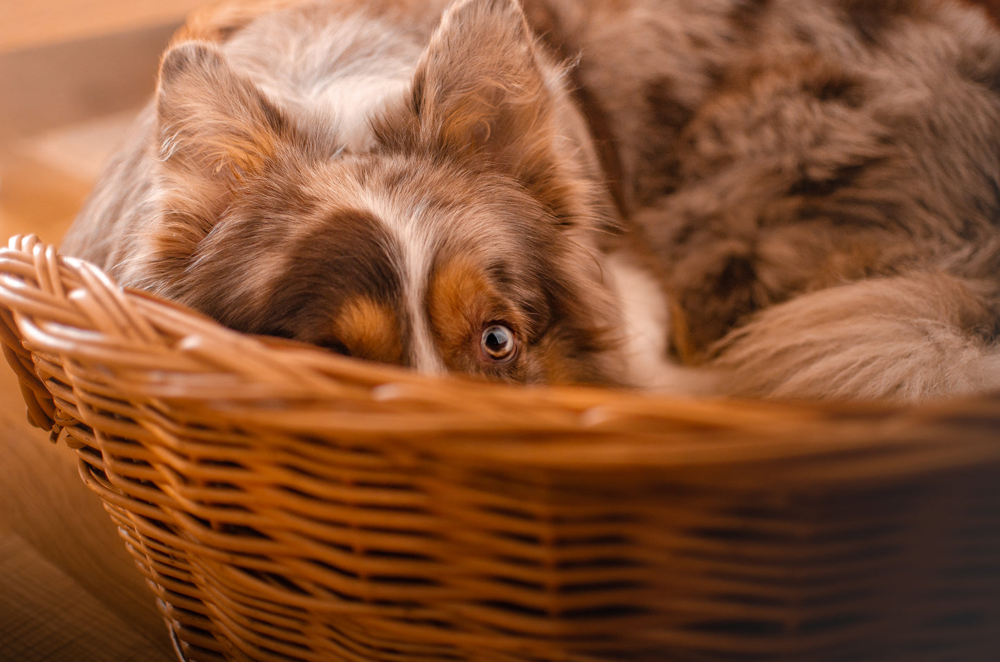 Esmira rieten mand voor hond en kat met lage instap