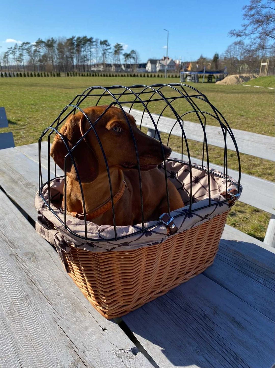 Timoria wicker pet bicycle basket with beige trim, lid and leather straps TheWickerStories