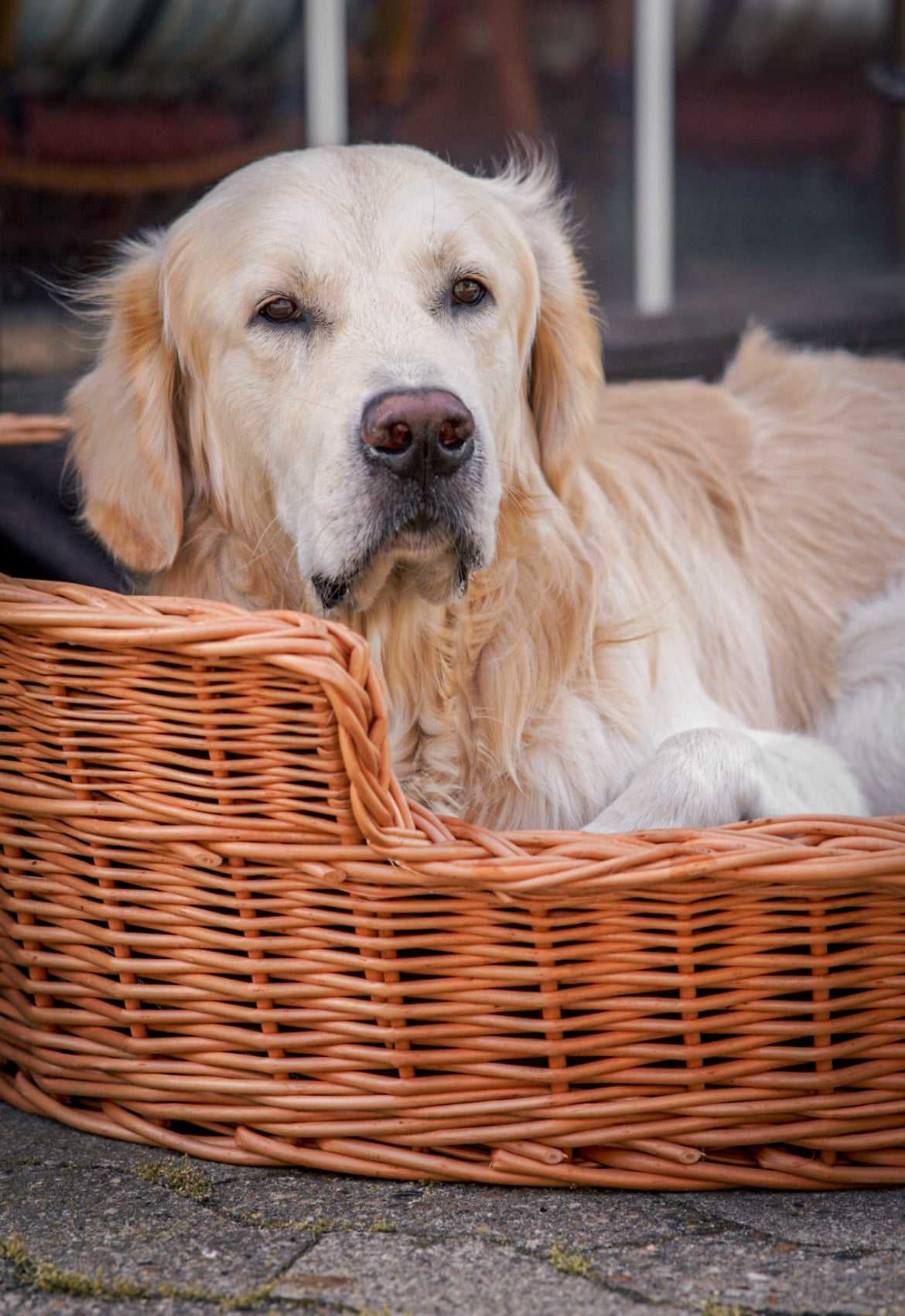 Esmira rieten mand voor hond en kat met lage instap