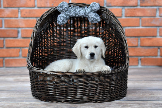 Elsa wicker basket pet bed with gray cushion and bone