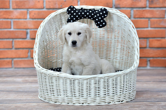 Elsa wicker pet bed basket with black cushion and bow