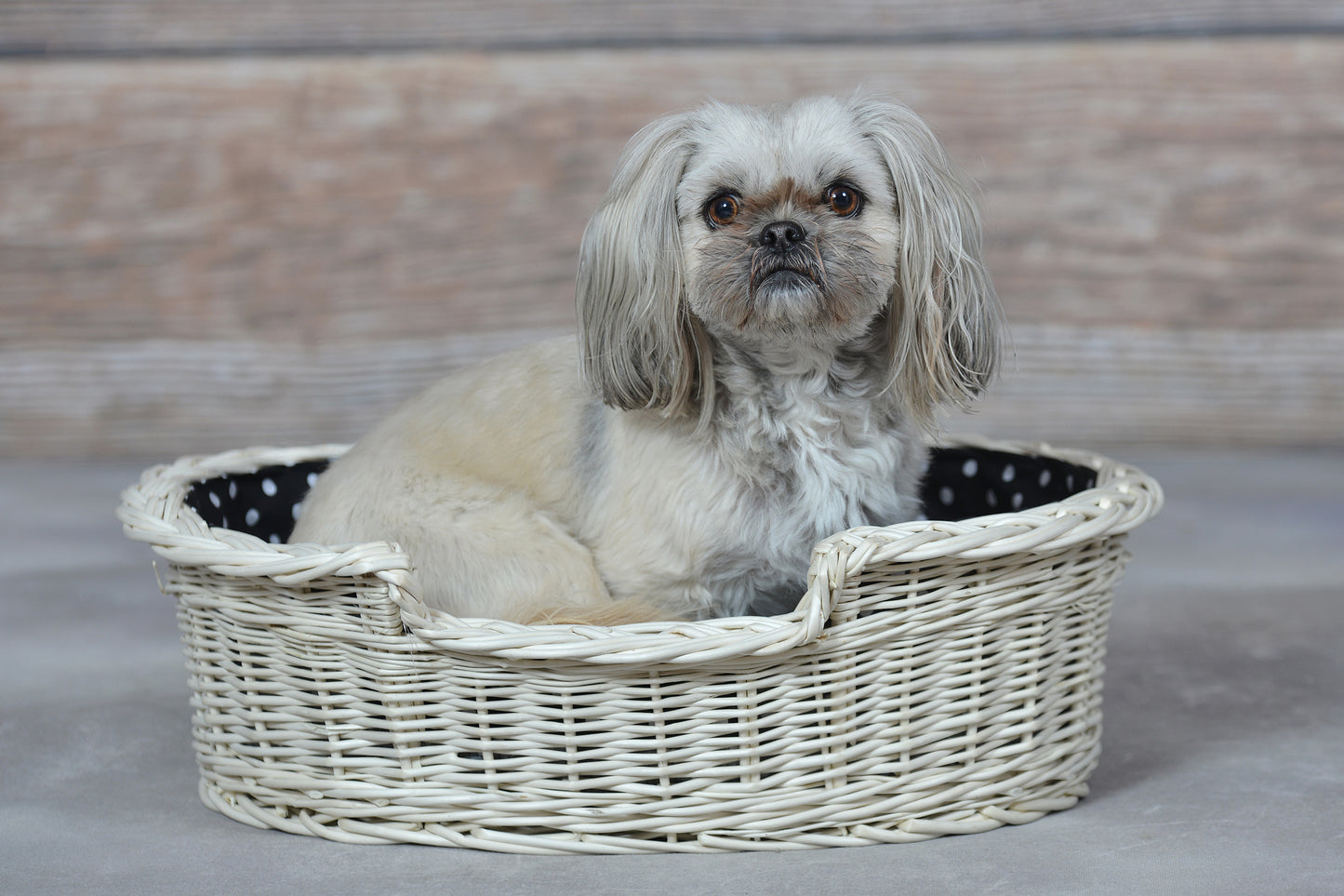 Esmira wicker pet basket for dogs and cats with black trim and cushion TheWickerStories