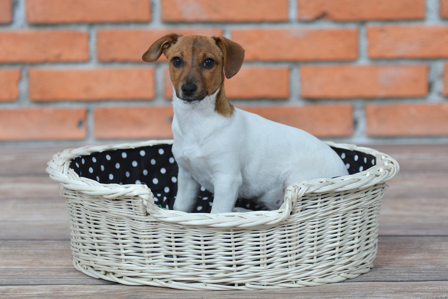 Esmira wicker pet basket for dogs and cats with black trim and cushion TheWickerStories