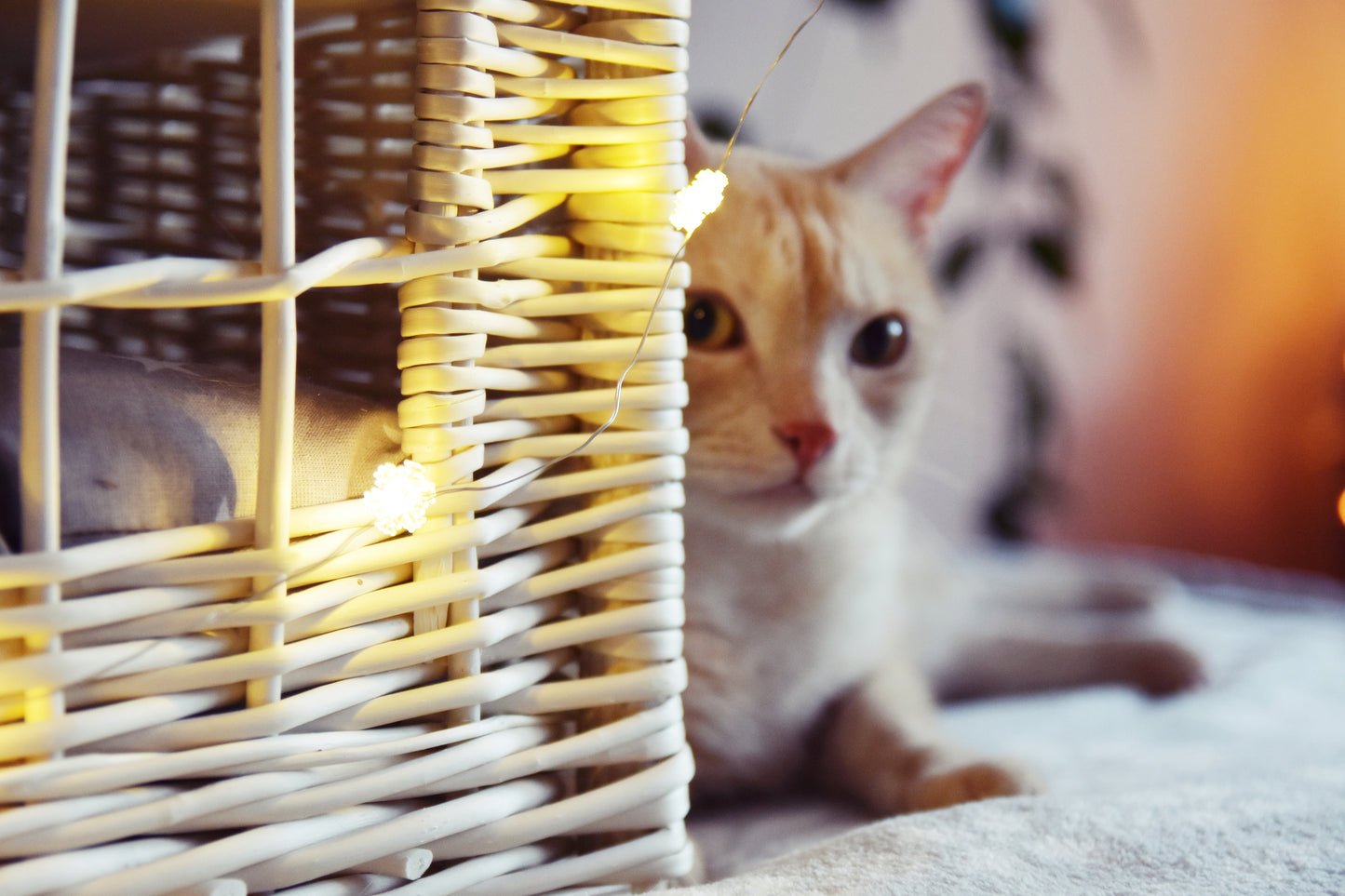 Estrella casetta per gatto in vimini con cuscini grigi, su due livelli con finestrella