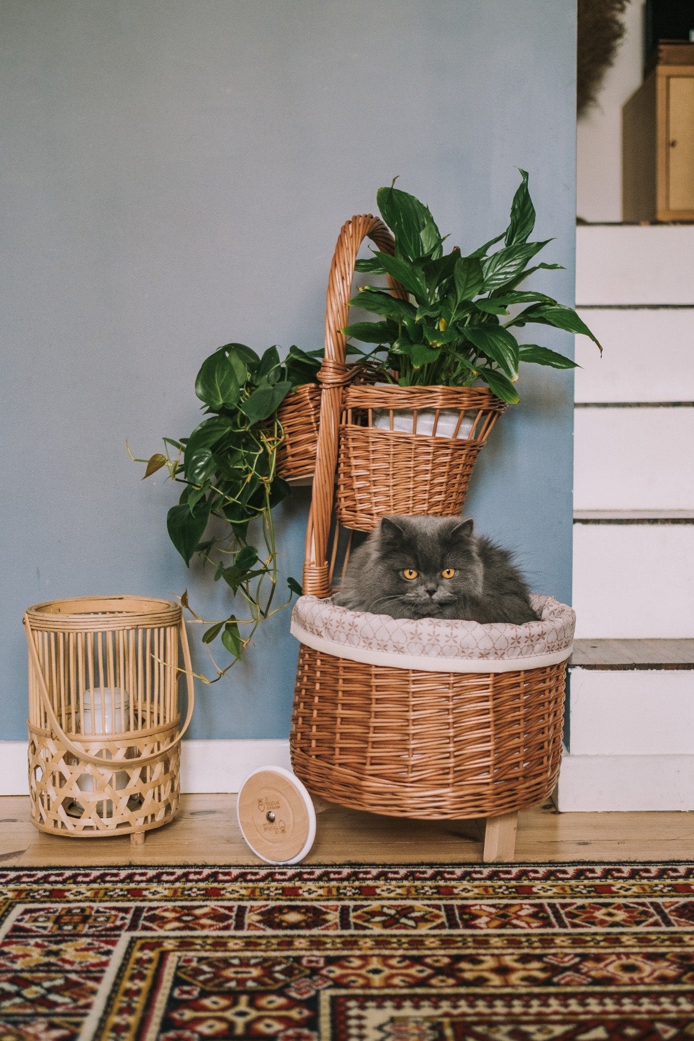 Acer punottu kasvikori kermareunuksella ja pyörillä TheWickerStories